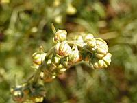 Muflier - Antirrhinum glutinosum (A. hispanicum) (en Corse) (02) (Photo F. Mrugala)